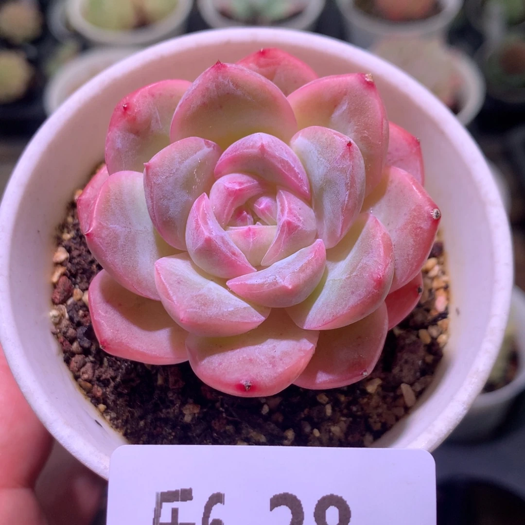 乐然 6-28 新品单头