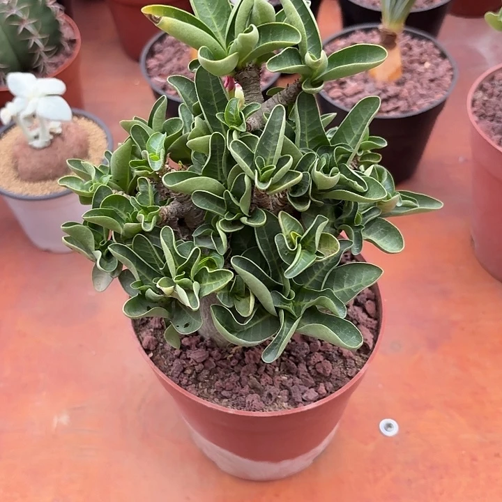 吴***玲沙漠玫瑰仙人球1234