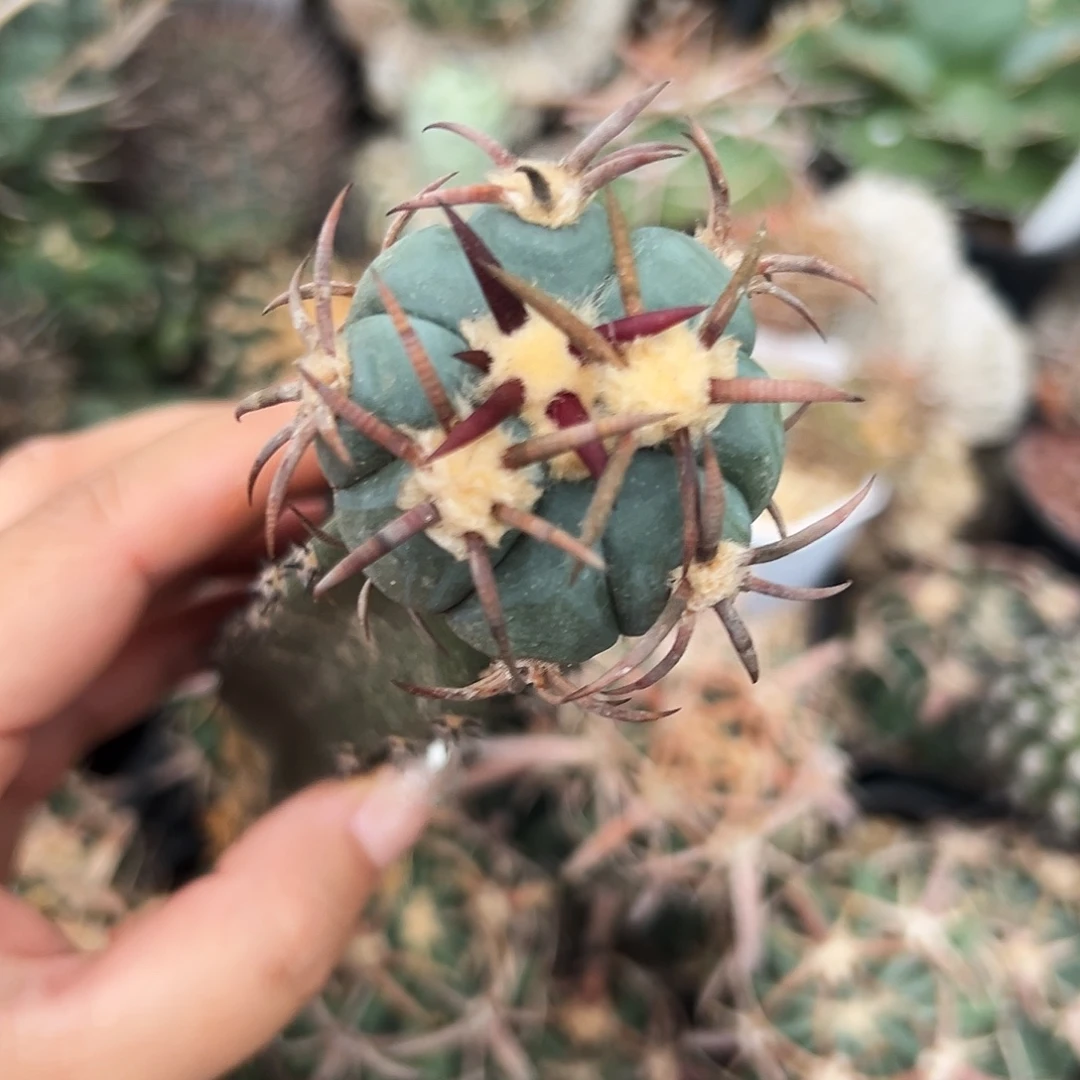 平丸仙人球6666666