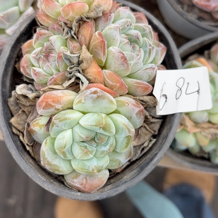 战后684yayayayyayayayayyayauyauauw