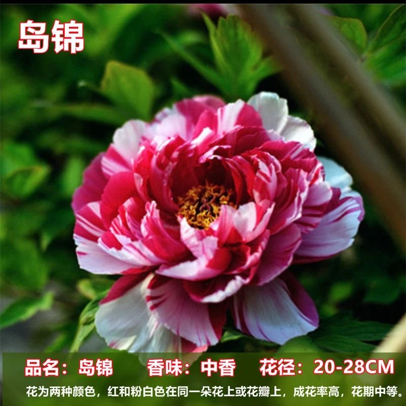 复色系【岛锦】精品复色系牡丹一花双色生长强势