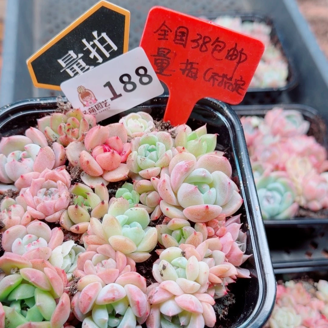 多肉植物多肉植物