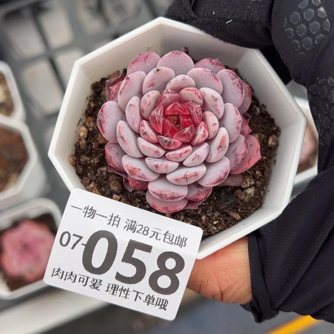 白衣圣代多肉多肉多肉多肉多肉