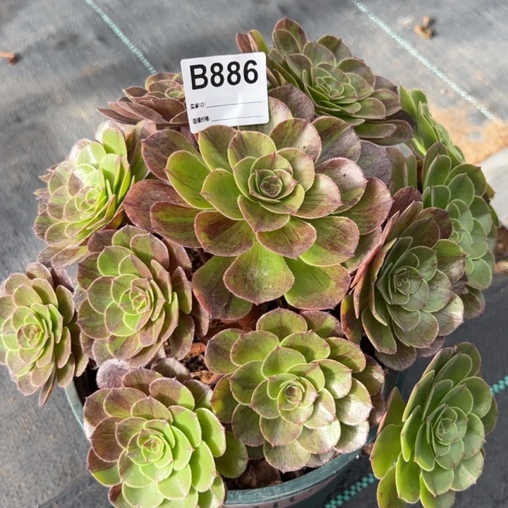 886花月夜25厘米左右