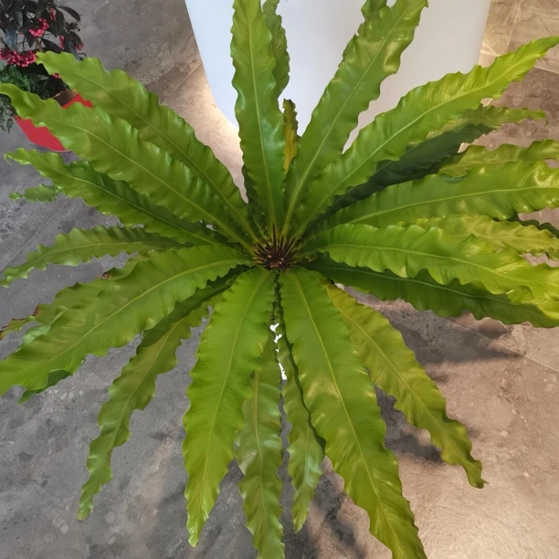 火焰鸟巢蕨耐荫室内观叶植物盆栽水土培北欧好养净化空气绿植桌面