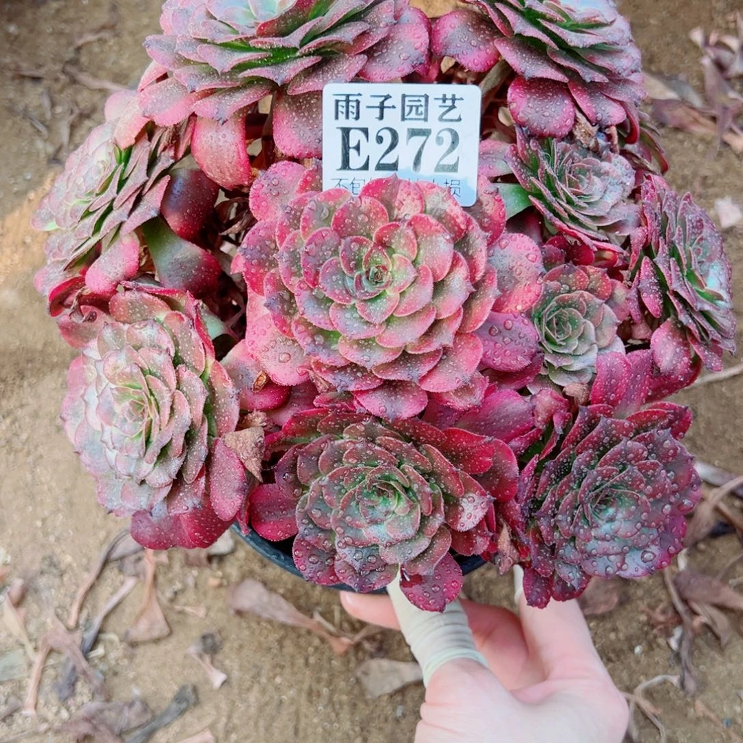 272美姬尺寸20左右