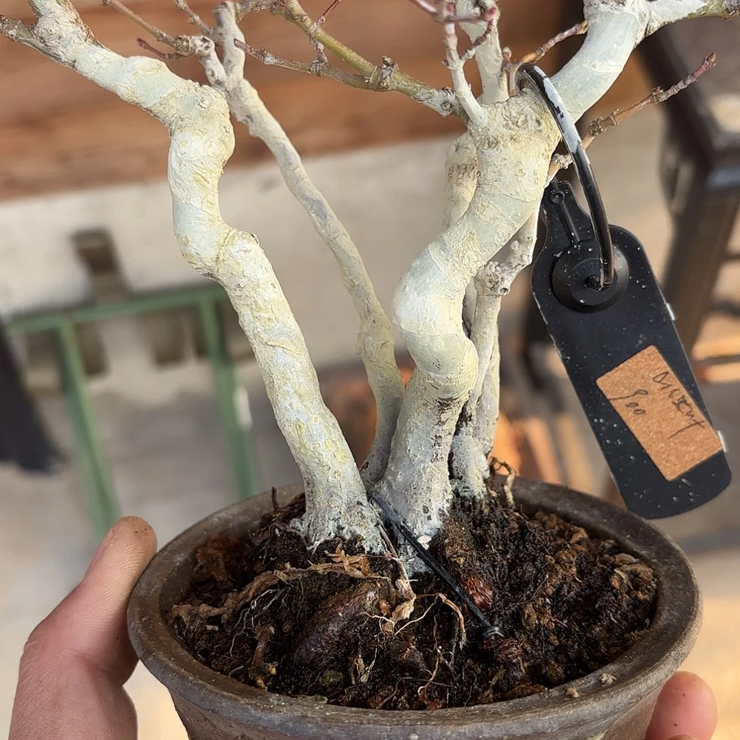 紫***来当前无花朵，栽培后可花朵