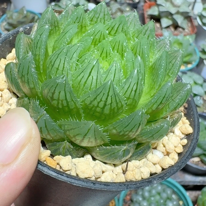 十二款玉露大颗樱水晶