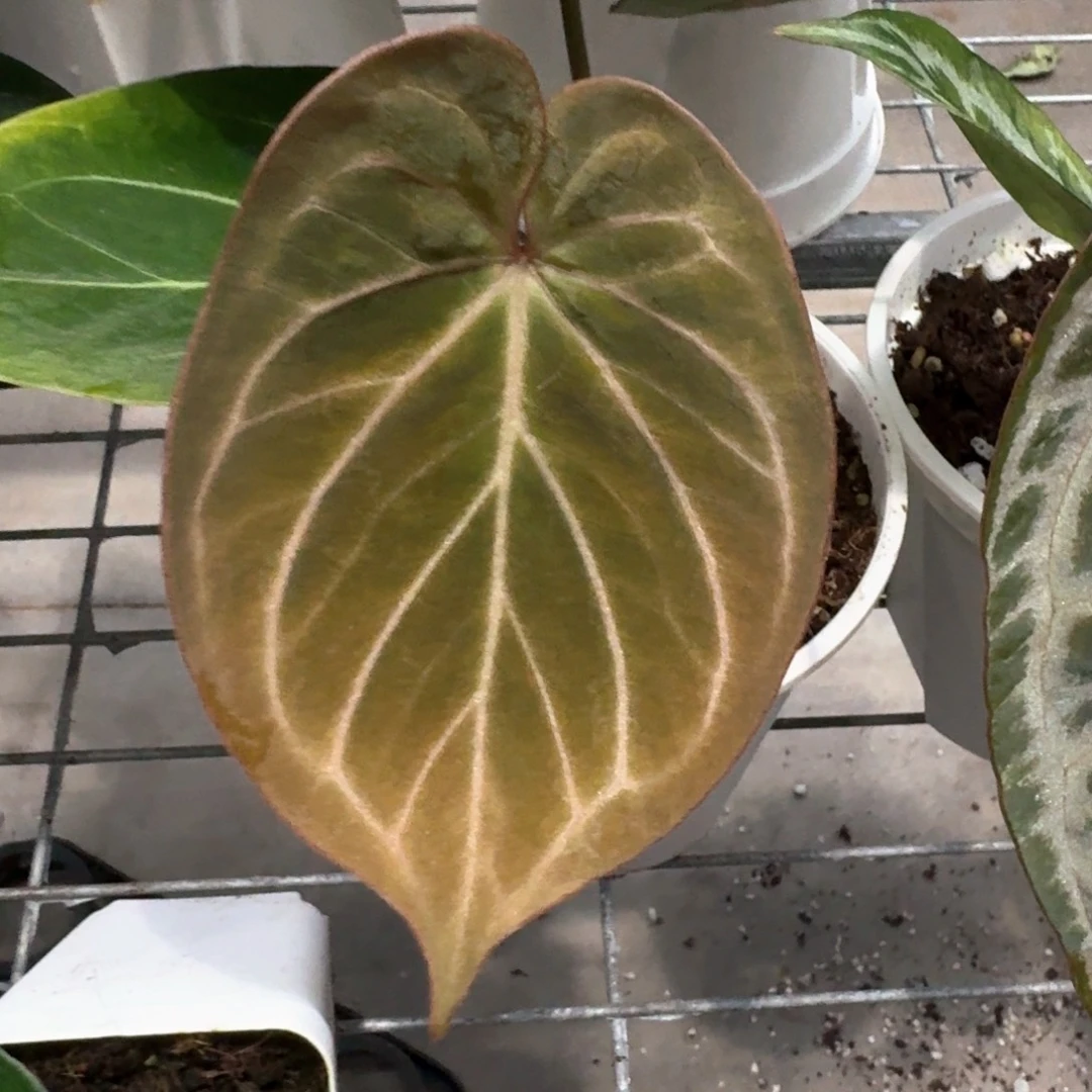 完全开放印尼 hu kos