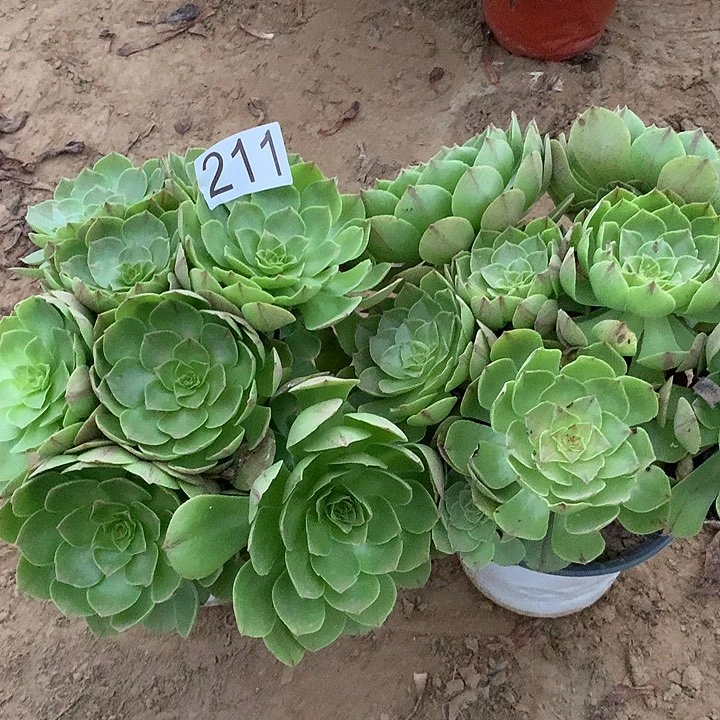 无花朵211两颗万拉丝，