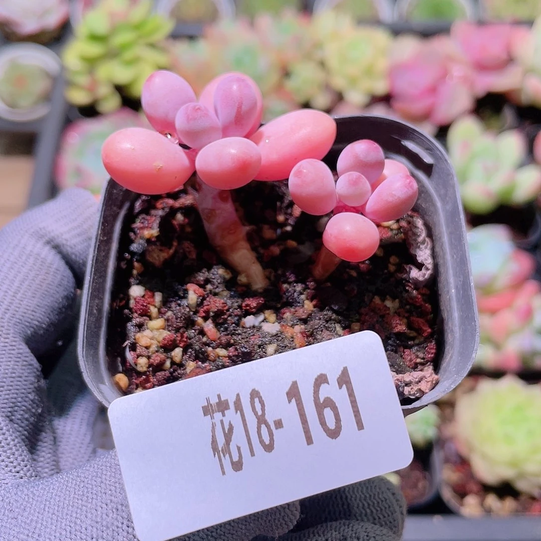 花利美18-161桃蛋