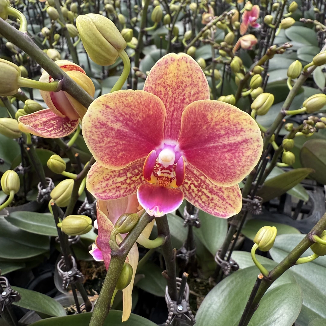 精选蝴蝶兰【金蝶】聚宝盆爆款年宵花 室内花卉绿植 基地直发