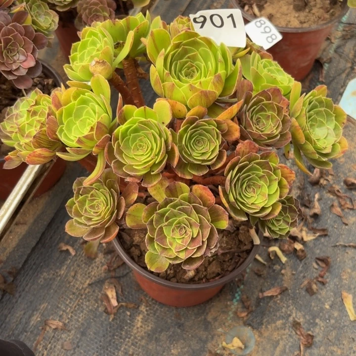 花月夜多肉植物不包损901