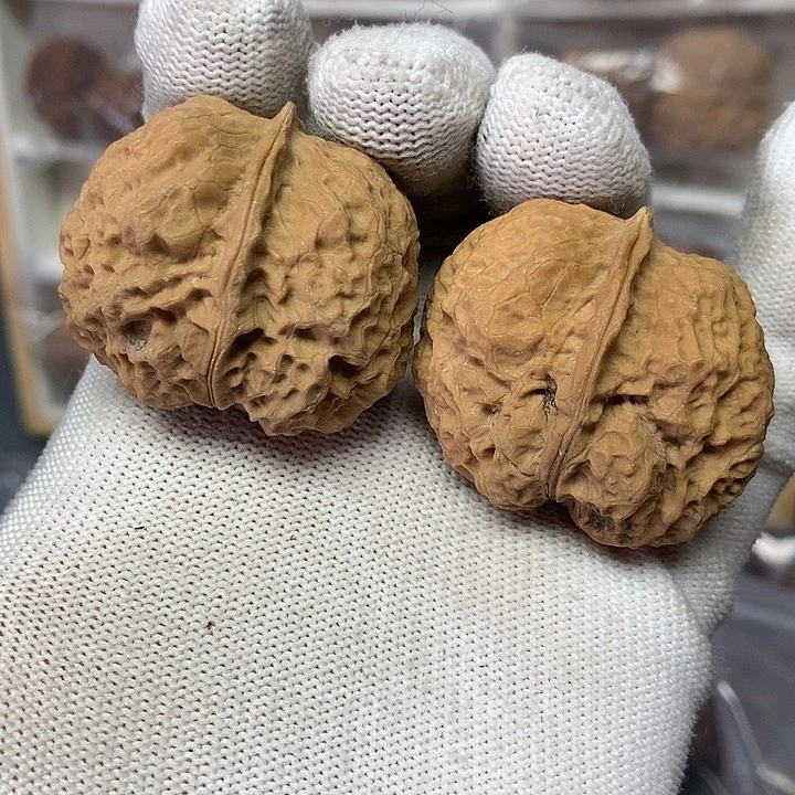 核桃小蛤蟆肚23号