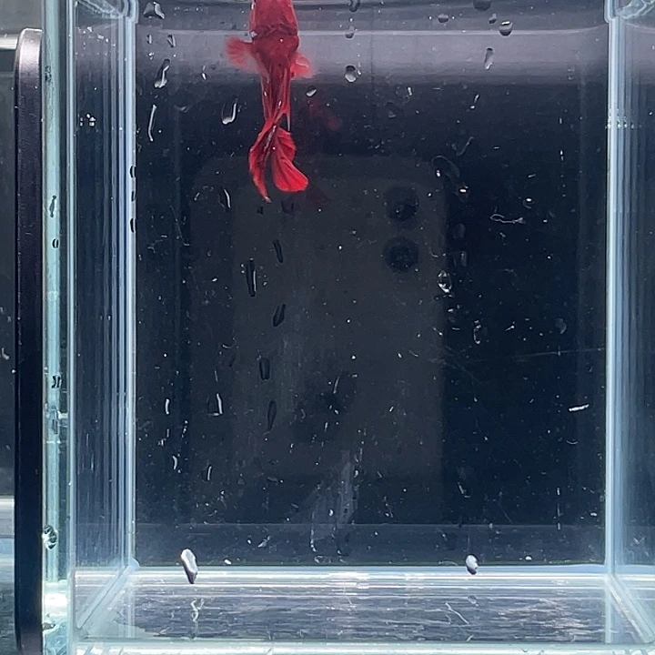 斗鱼活体不退不换谢谢