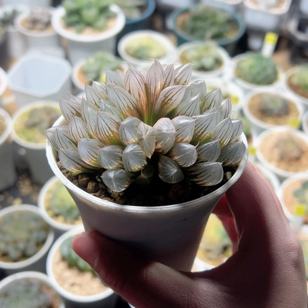 双头霓虹灯锦玉露多肉