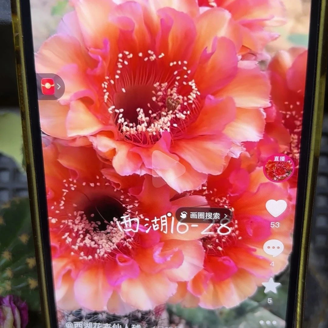 16-28彩侧牙20包邮仙人球50