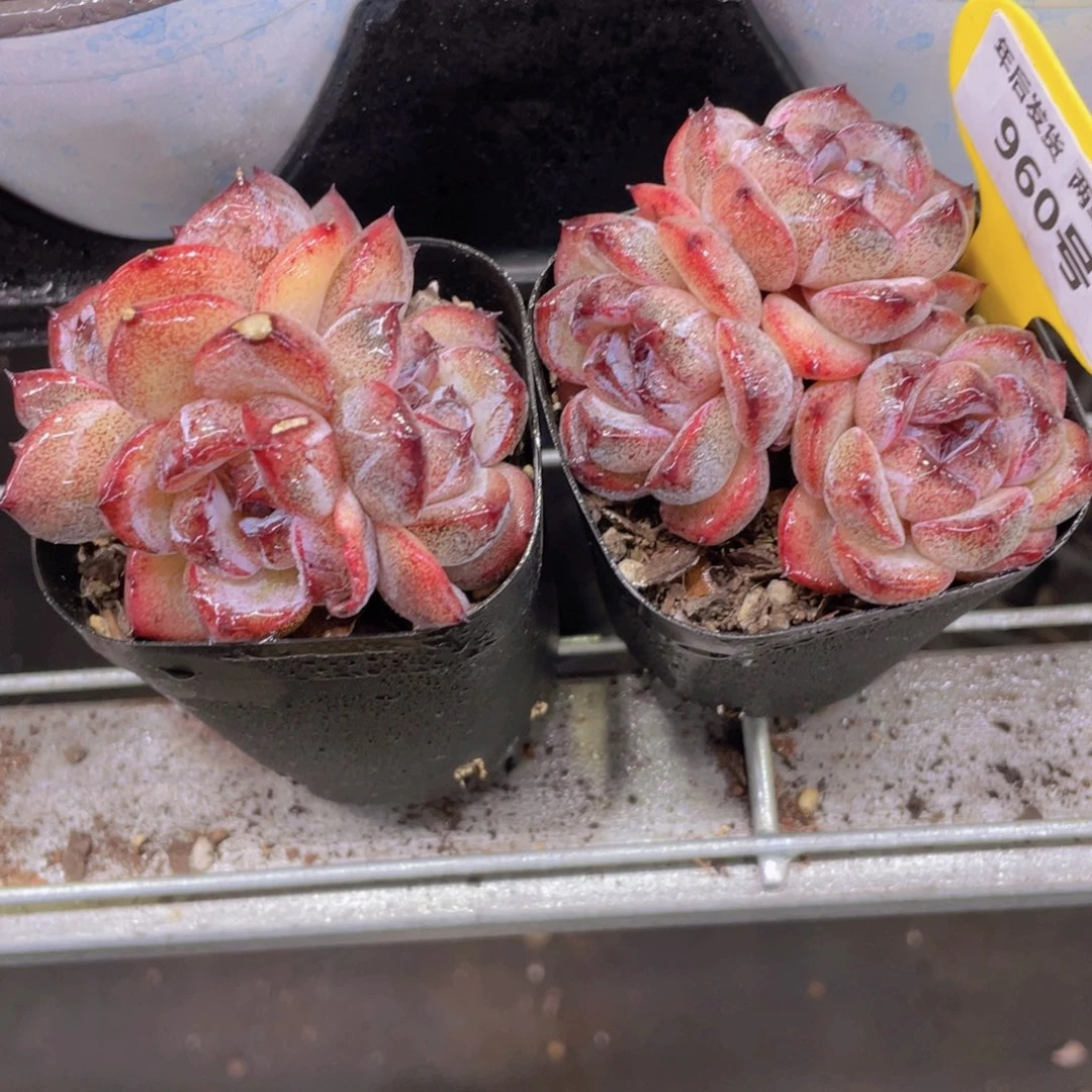 960号 糖心全状态黑橙三头一个