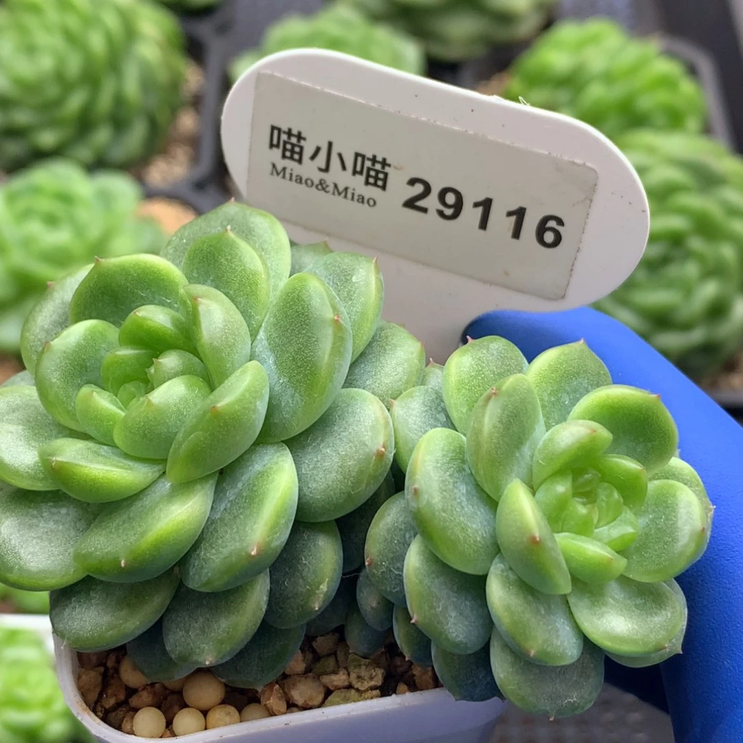 多肉植物杂交珍妮