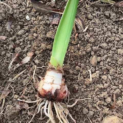 鱼*w杂交五左右带肋开花不售后