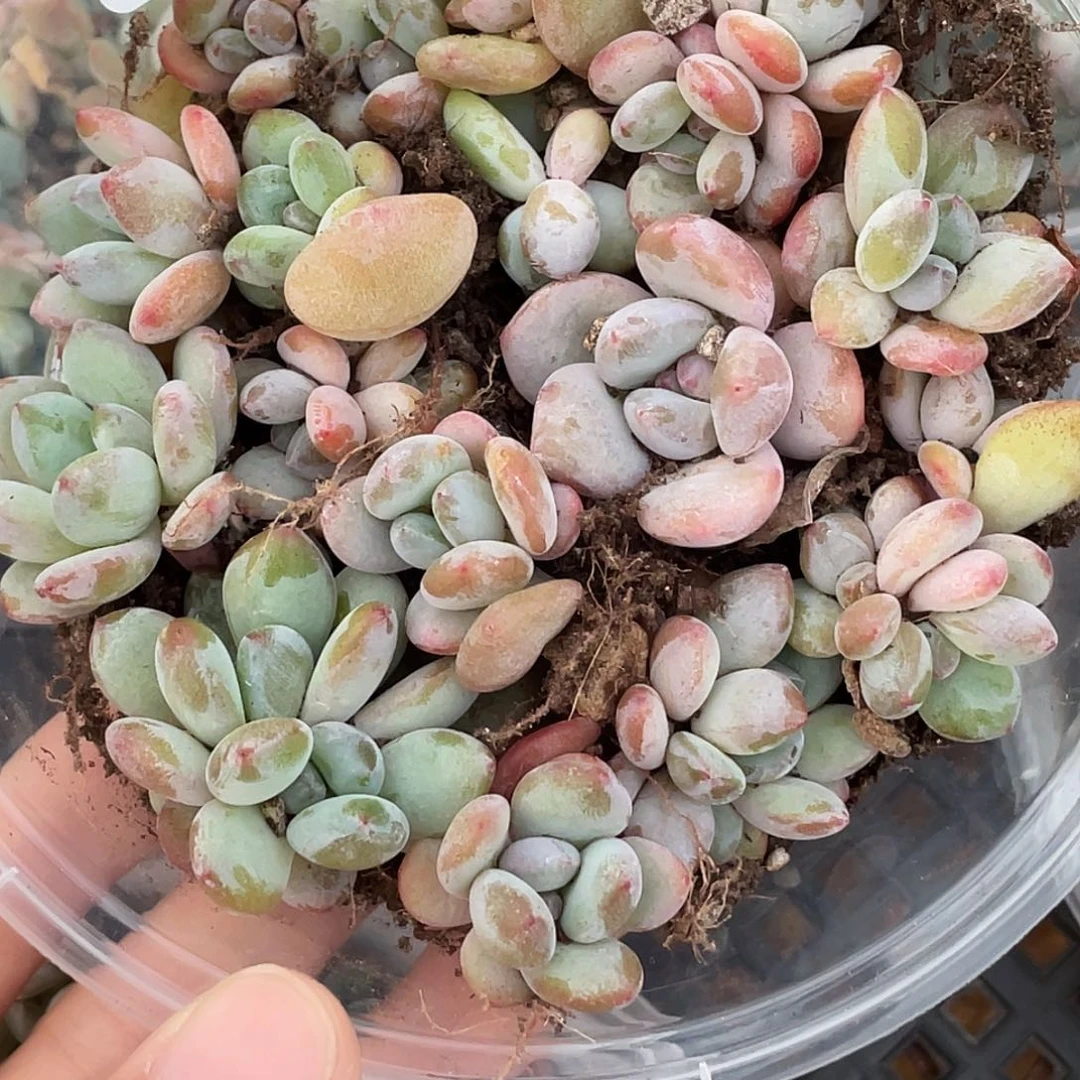 OTO多肉切糕优选DY0360