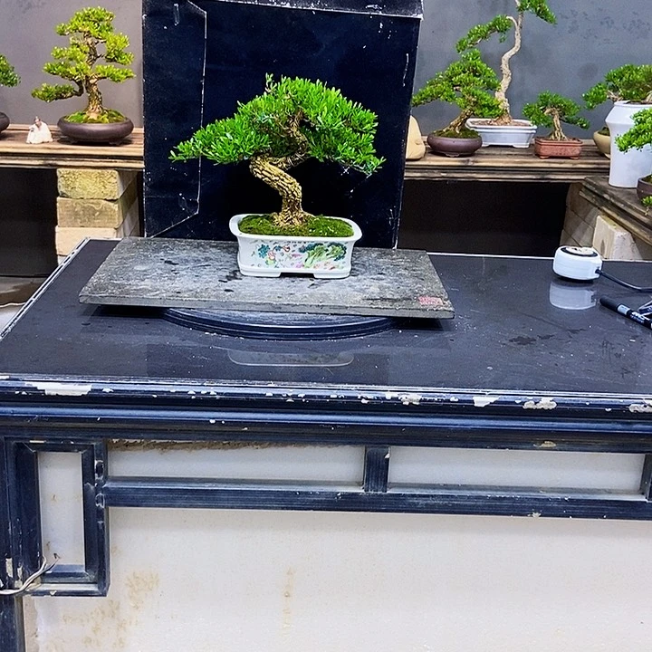 黄杨盆景四季常青不落叶