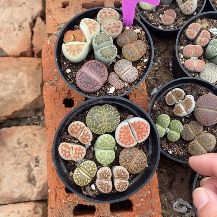 L***u生石花等植物的924