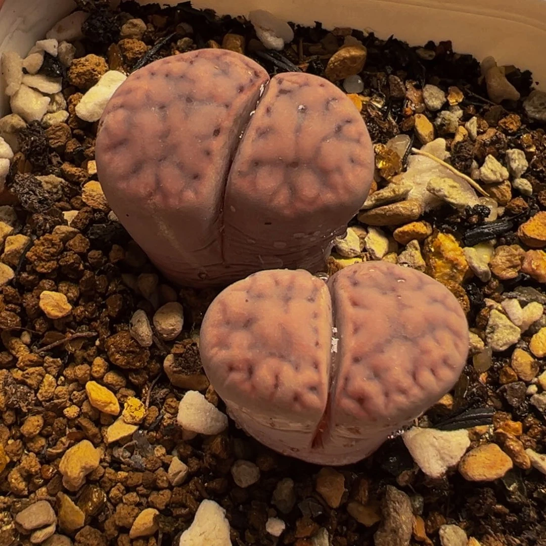 152多肉植物种类和