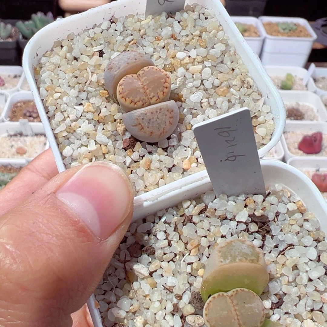 油*筋220-607.我的小伙伴