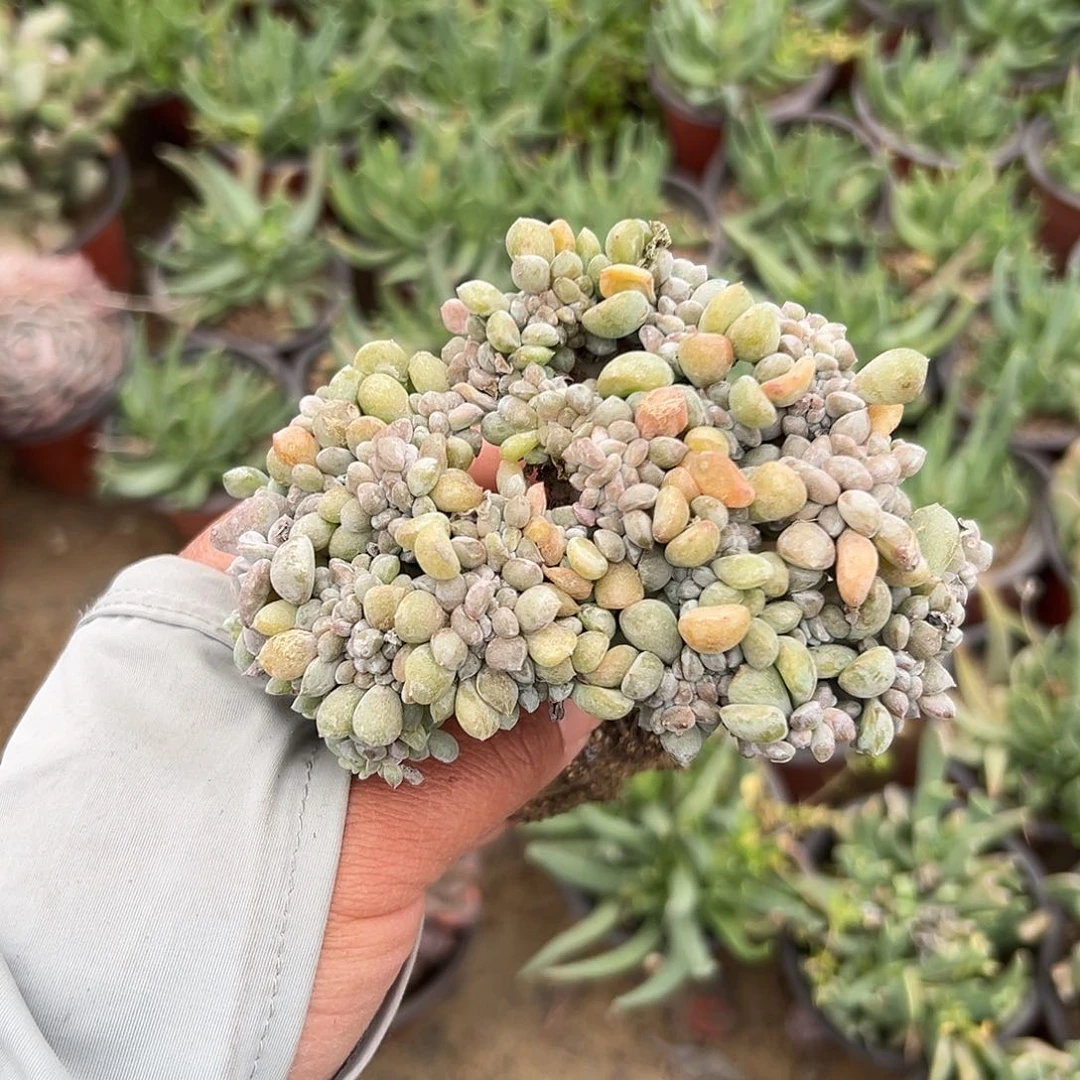 多肉植物多肉植物