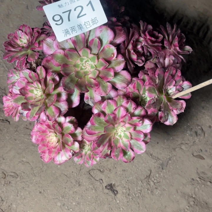 9721红铜的人多肉的