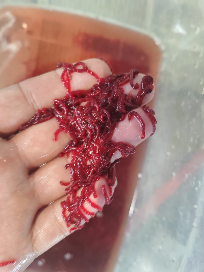 小辉专属红母虫5斤