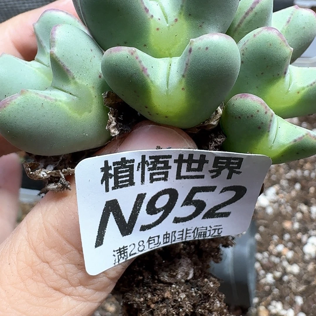 多肉植物的人续jkkl