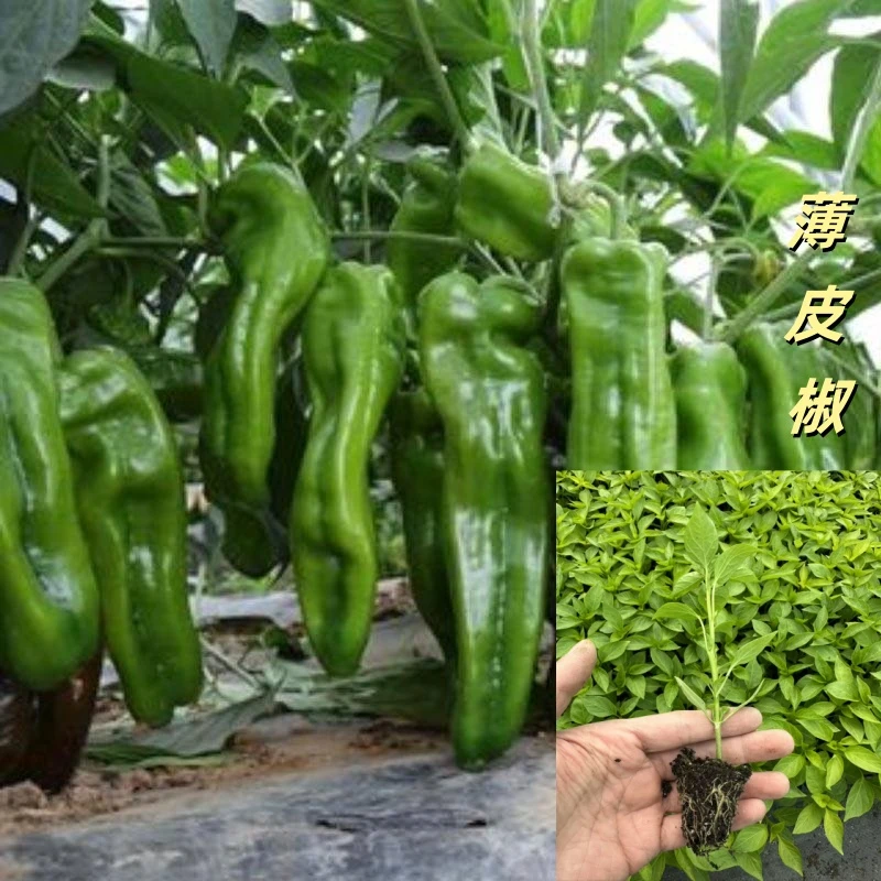 各种蔬菜苗辣椒苗茄子苗番茄苗