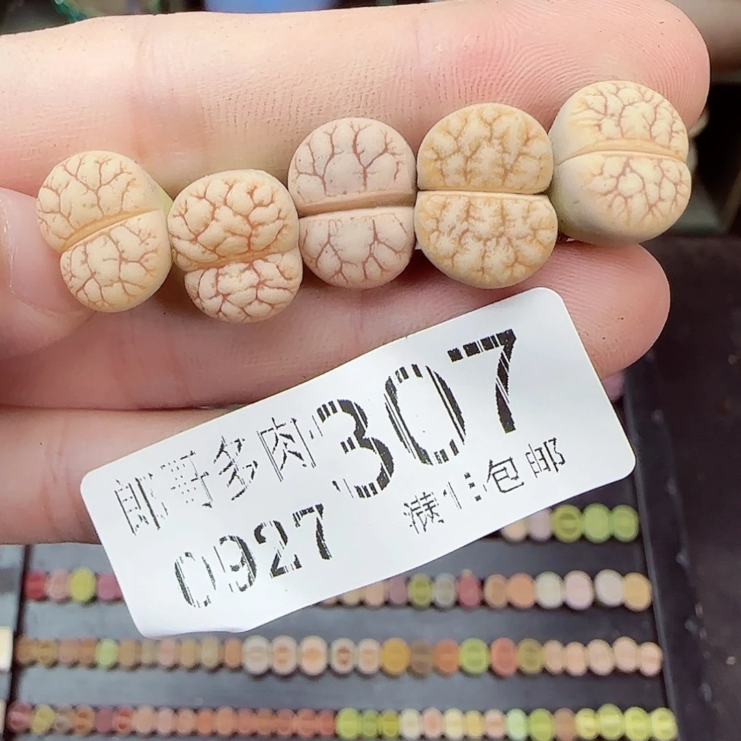 满满18包邮0927-307