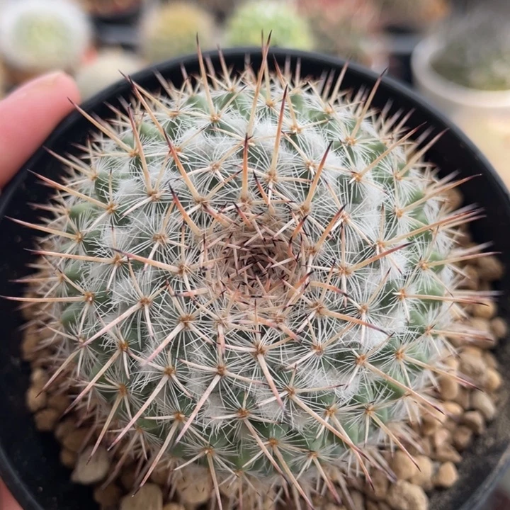 白王丸             实生根