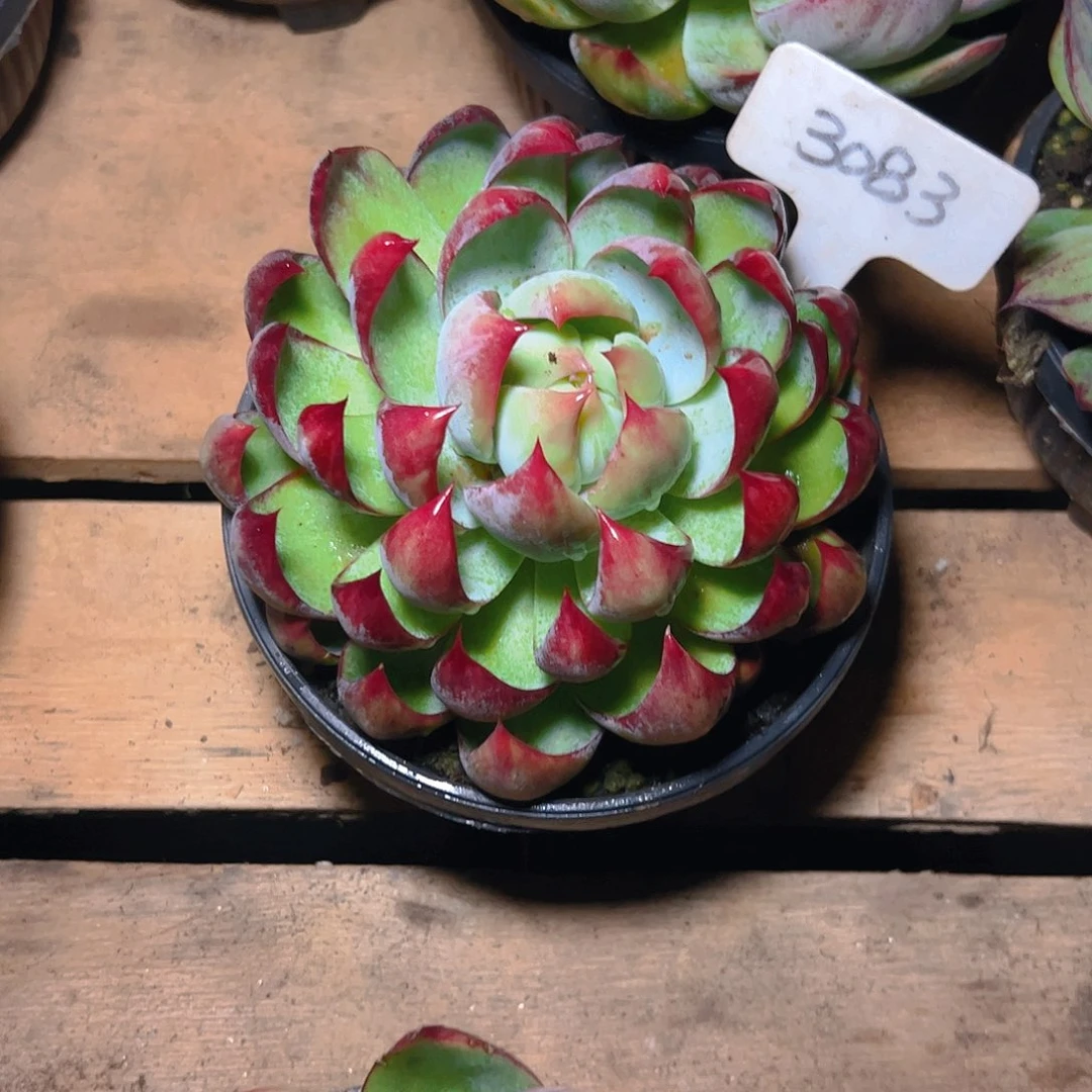 ****ぷ惊鸿仙子一物一拍3083号