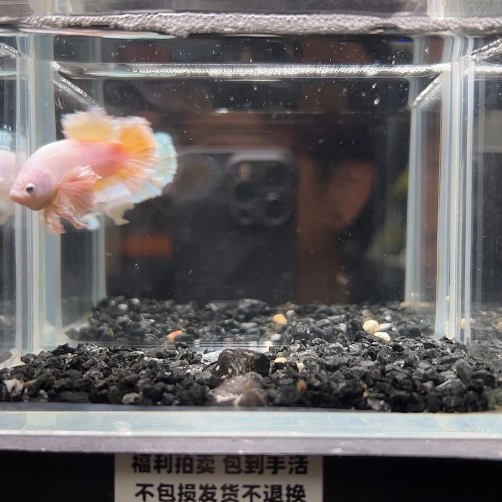 斗鱼竞拍跑单拉黑24日52