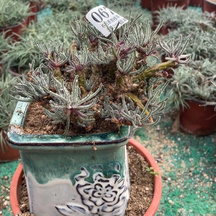 67号天赐多肉植物