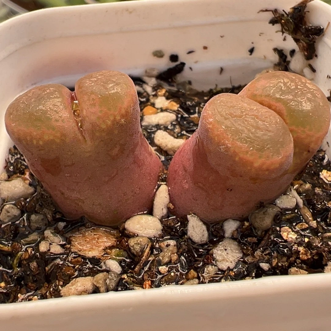 082多肉植物种类多样