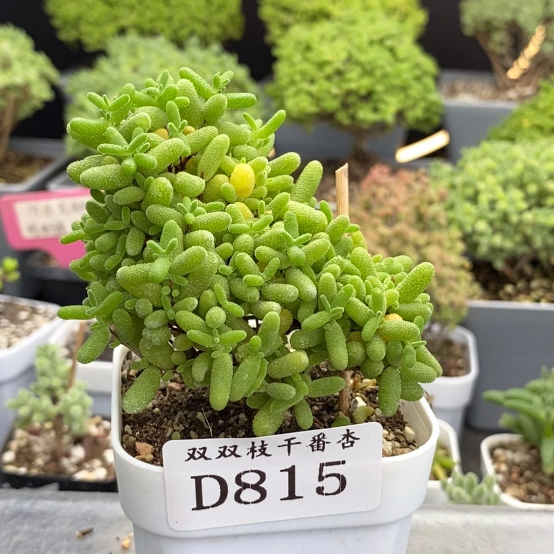 815蜜橘。