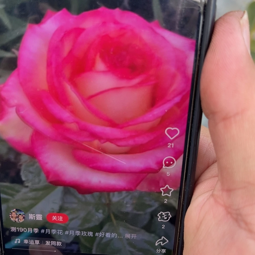 无花朵———测试190 大苗