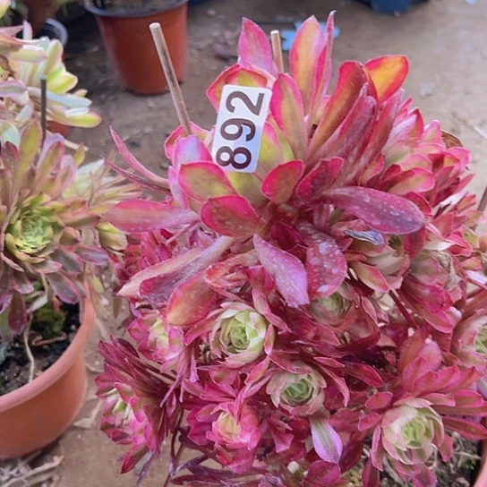 花*嘟多肉植物一个