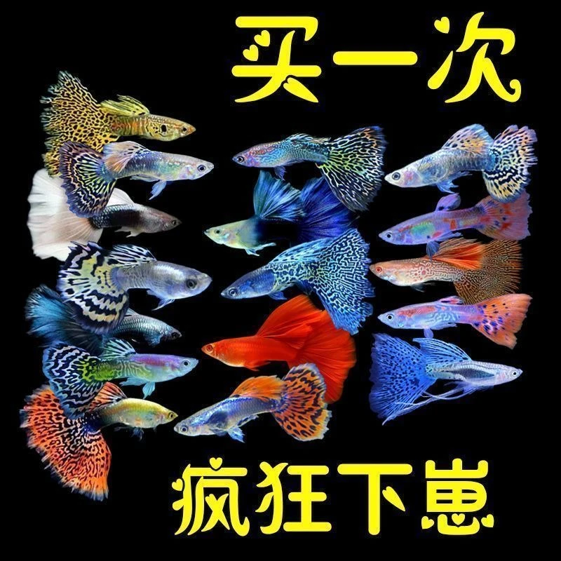 [繁殖大母鱼套餐]第一胎纯种鱼仔多品种观赏鱼热带孔雀鱼