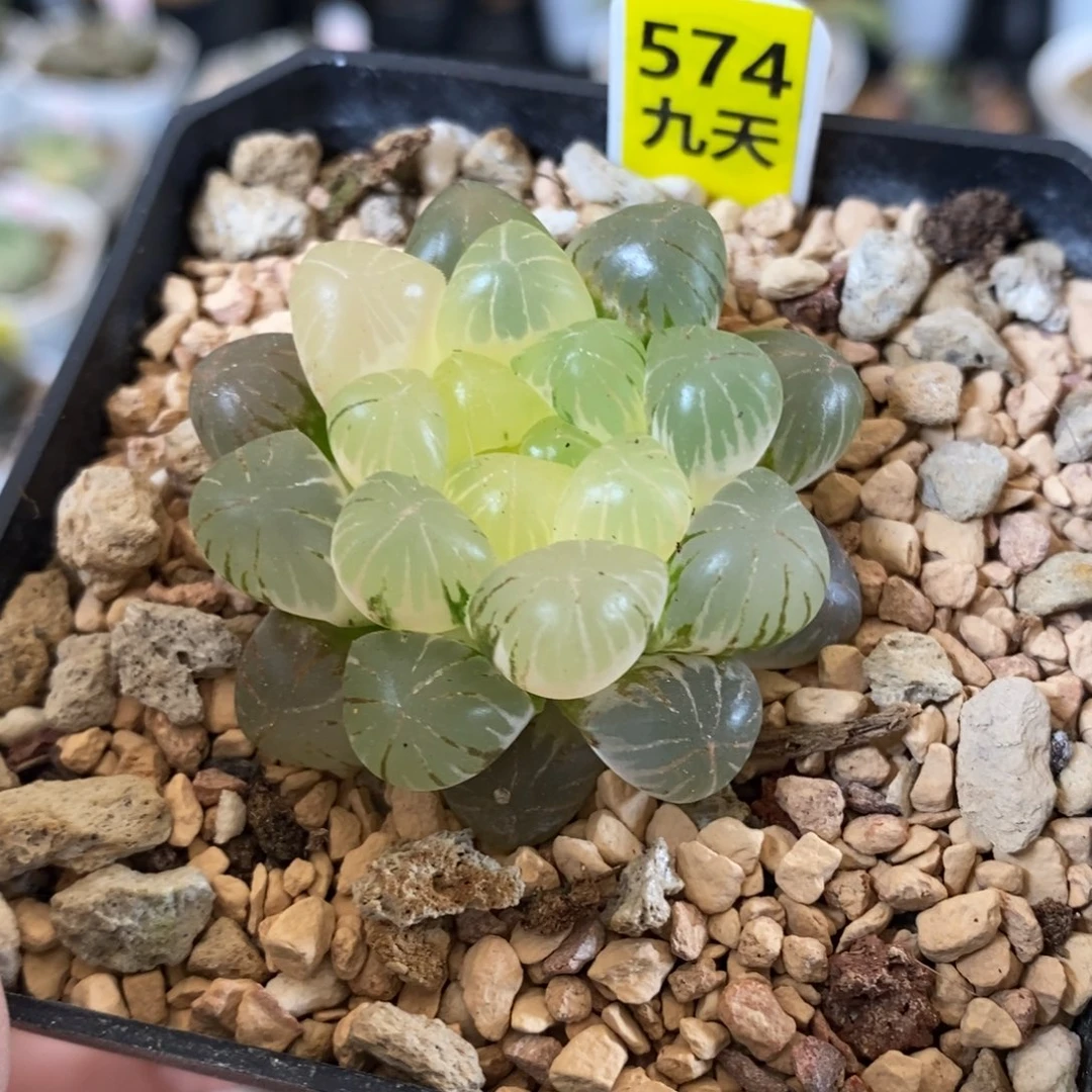 574号姬玉露锦带盆发货