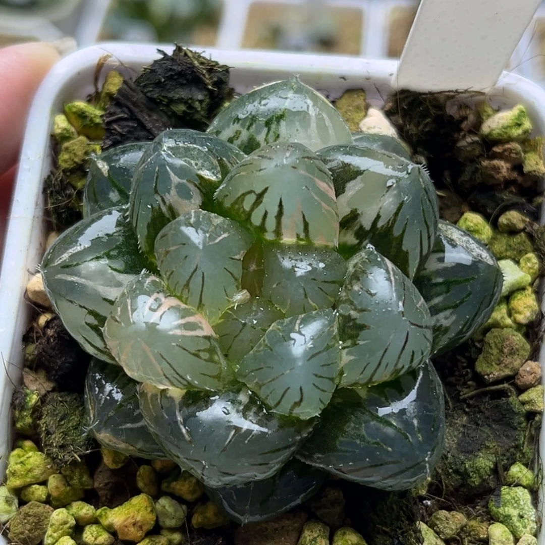396om玉露锦哈哈哈哈哈