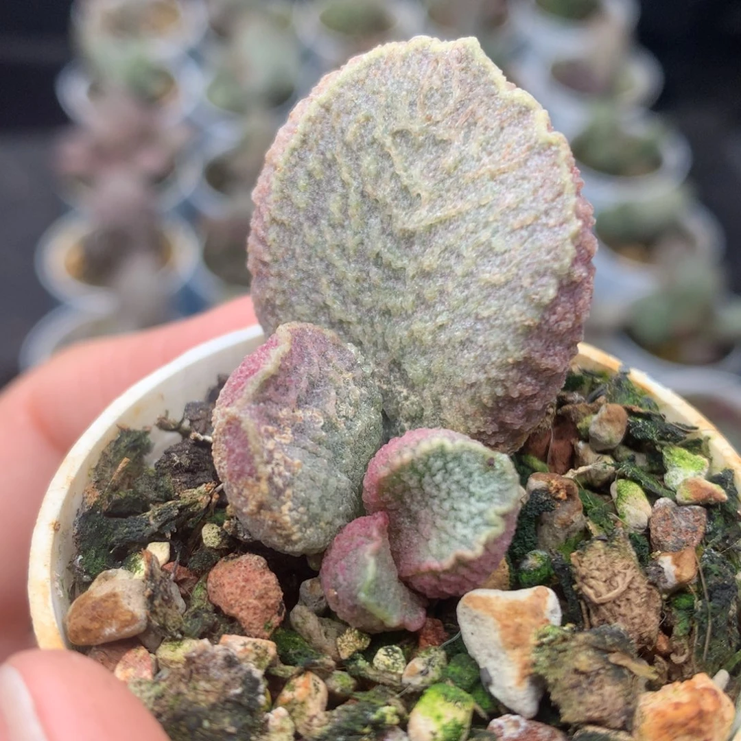 哈默红猪肝一物一片