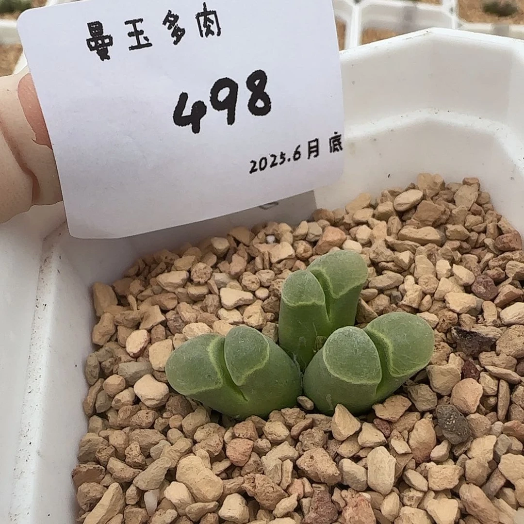 遇***好多肉多肉多肉6.29-498