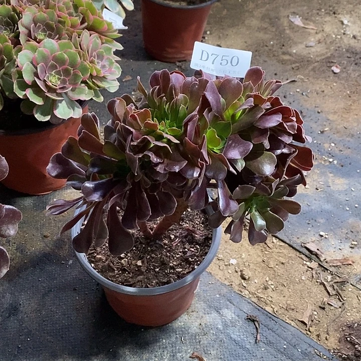 750欧紫多肉缀化植物