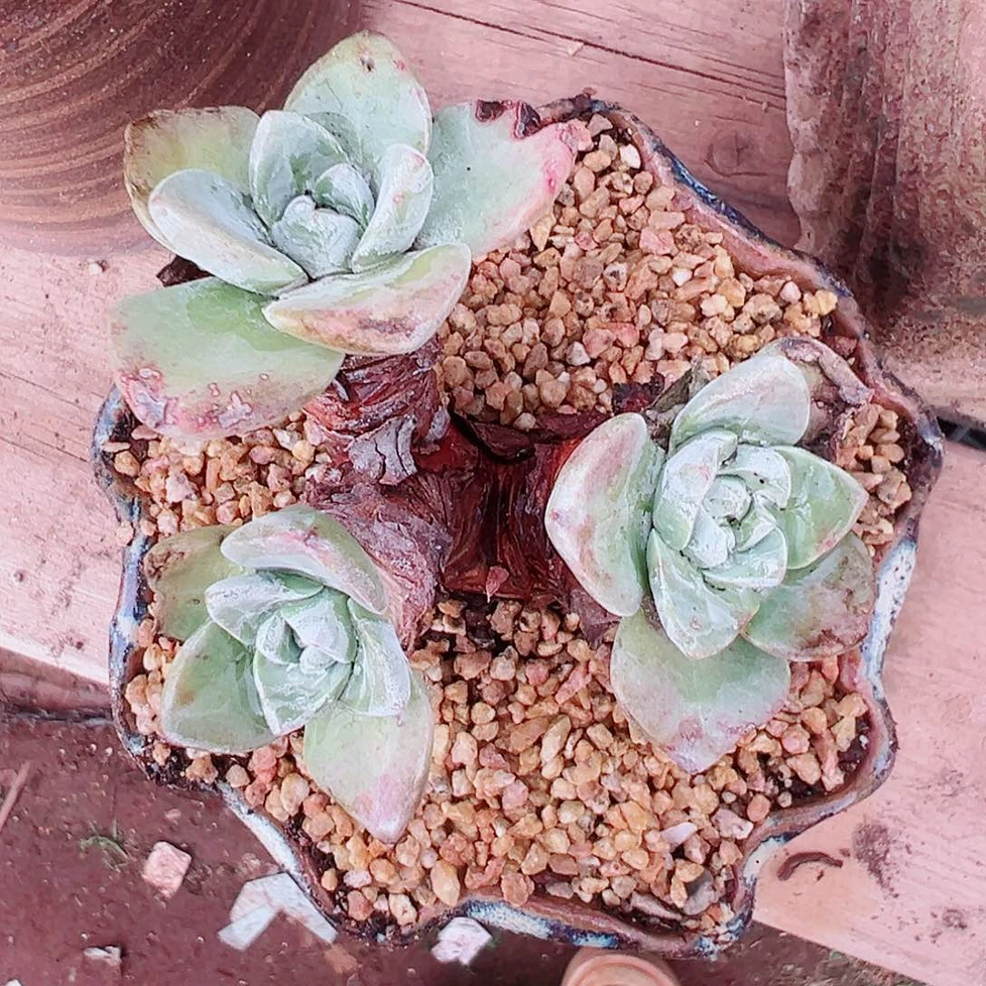 9328泡西弗洛拉仙女苹果叶